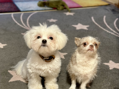 Rocky und Cookie